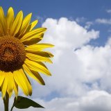 La nouvelle mouture de la loi sur le CO2 ne contient pas de taxes (archives).